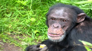 Chimps Change Their "Words" To Communicate Better With New Companions